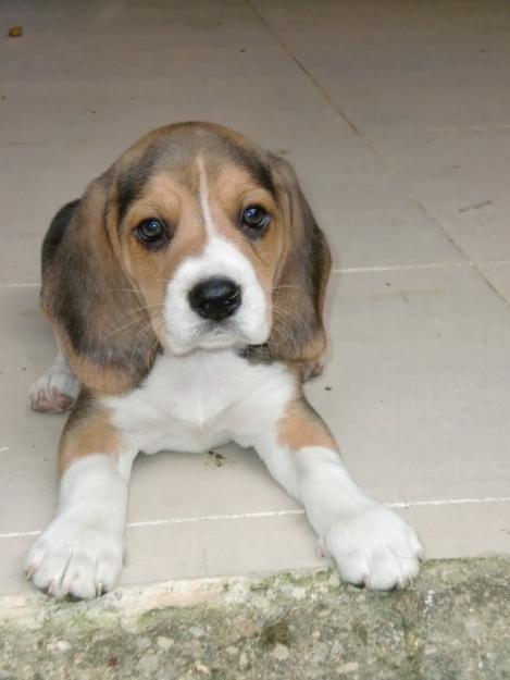 Preciosa camada Beagles en Tarragona