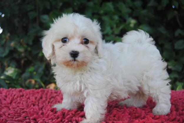 PRECIOSOS CACHORRITOS DE  BICHON MALTES 390€