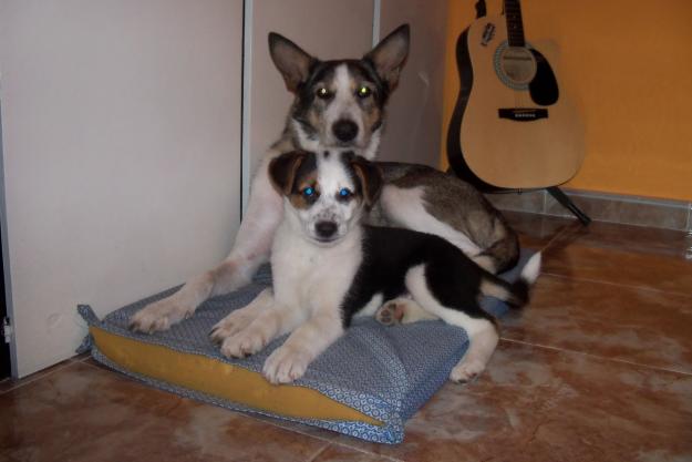 Regalo cachorro de perro pastor