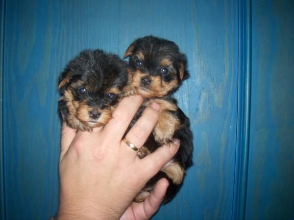 YORKSHIRE TERRIER HEMBRAS TOY CON LOE