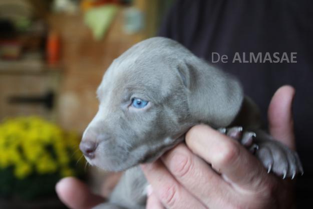 BRACOS DE WEIMAR. WEIMARANER