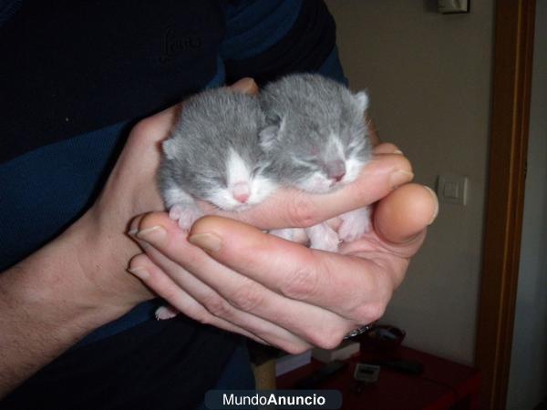 British Shorthair bicolor