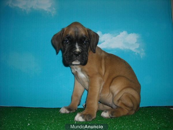 Cachorretes de boxer con pedigree