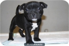 CACHORRETES DE STAFFORDSHIRE BULL TERRIER - mejor precio | unprecio.es