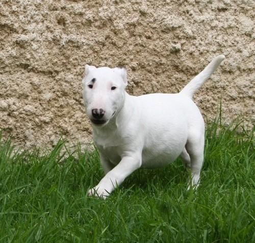 Cachorros bull terrier 115  a mildred