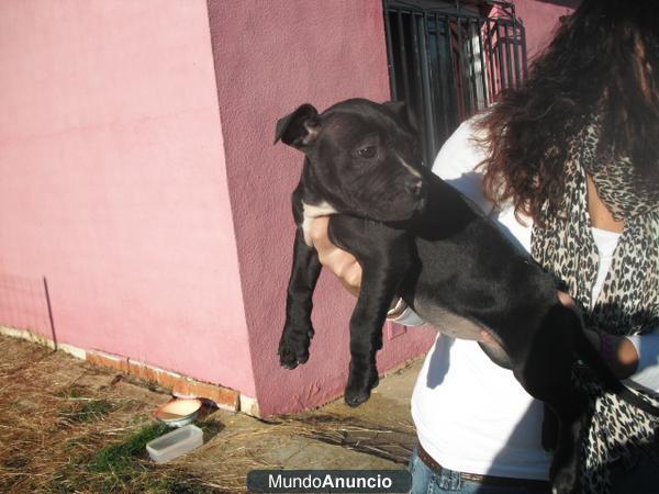 cachorros hembra