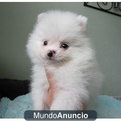 cachorros pomerania sur adopcion