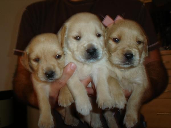 camada de golden retriever,250