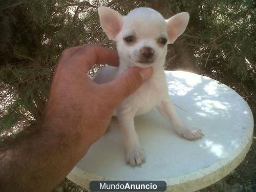 caniches chihuahua mini toy