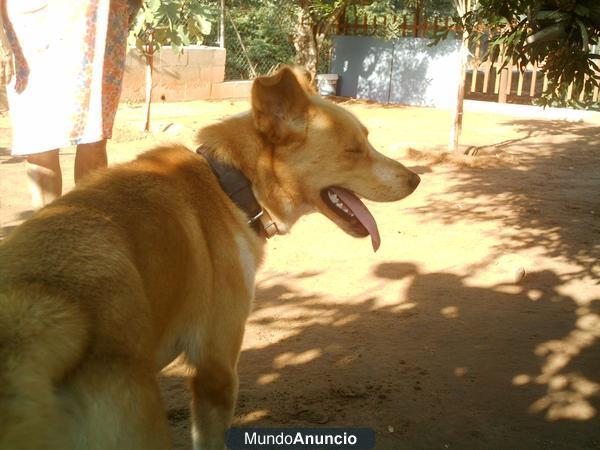 REGALO PERRO