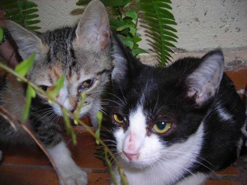 Se dan dos gatitas en adopción