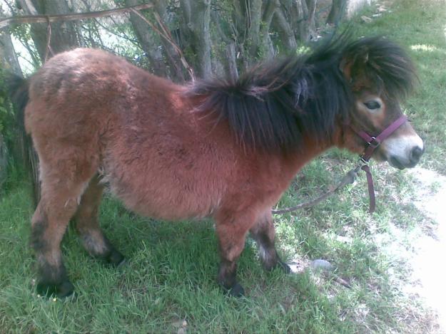 se vende mini pony