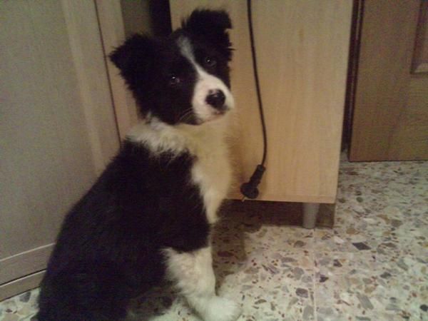 BORDER COLLIE