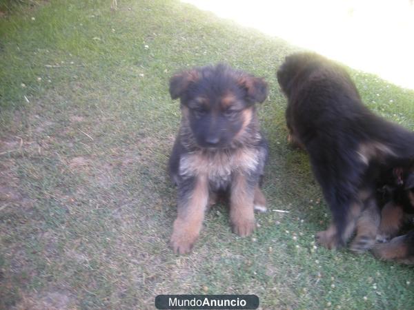 cachorros de pastor aleman