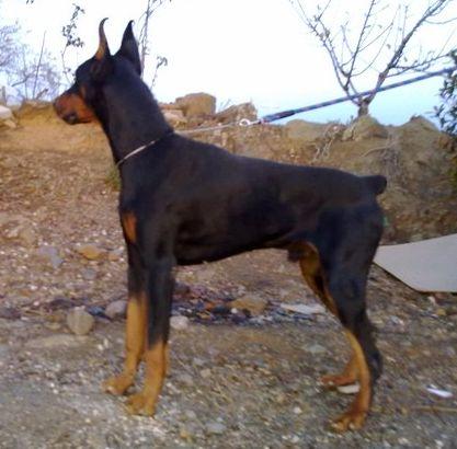 Camada de doberman