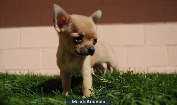 Criadero de Chihuahua Toy cachorros listos para entregar