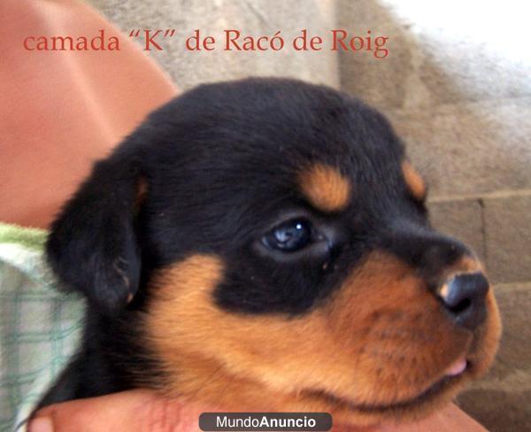 NO PIERDAS ESTA OPORTUNIDAD!! EXCEPCIONAL CAMADA DE ROTTWEILERS!