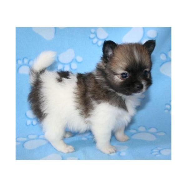 Pequeños cachorros pomeranian disponible!