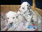 Preciosos cachorros de dalmata. - mejor precio | unprecio.es