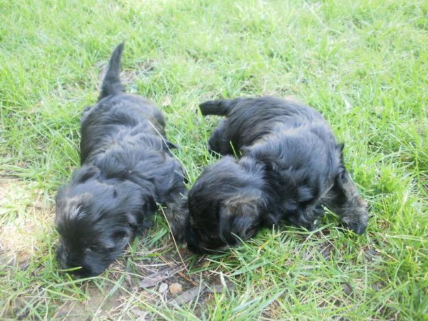 Preciosos  Cachorros de Yorkshire con Maltes