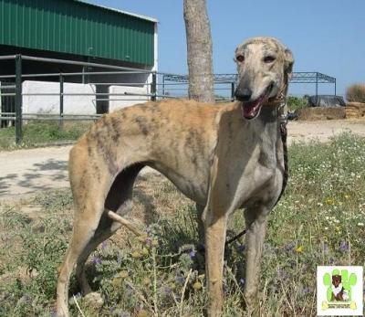 Tessa,preciosa Galga en adopcion