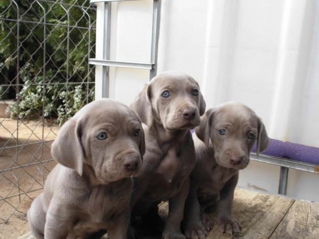 ultima cachorrita de weimaraner