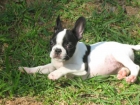 //Camada de Bulldog Frances con pedigree // - mejor precio | unprecio.es