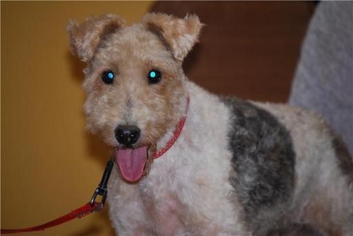 Beca, foxterrier de 5,5 años busca un hogar