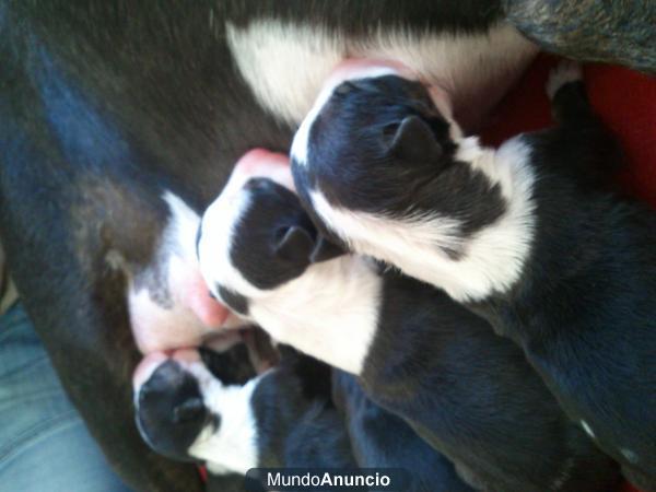 CACHORRITOS BULLTERRIER