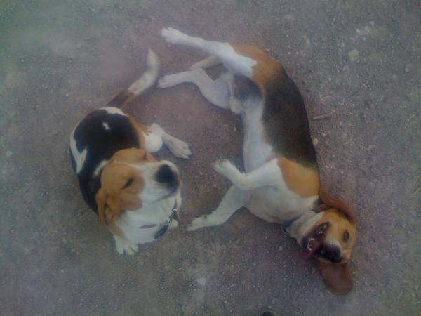 Cachorros beagle pura raza 170 !