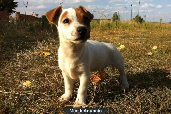 Cachorros de Jack Russell. Calidad