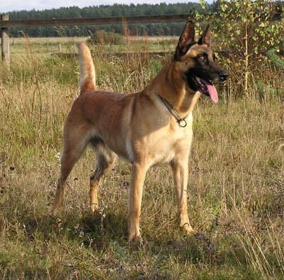 hembra adulta de pastor belga malinois