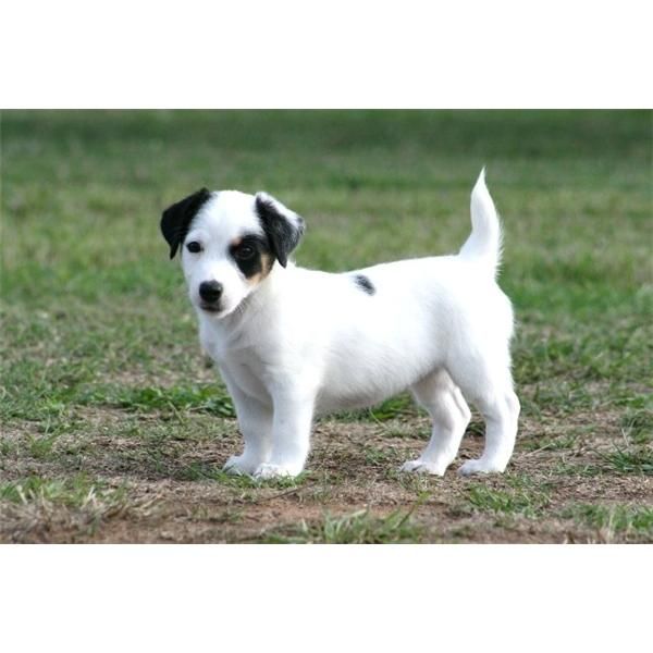 Jack Russell Terrier Cachorros de calidad