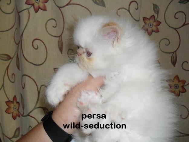preciosos persa americano linea wild-seduction