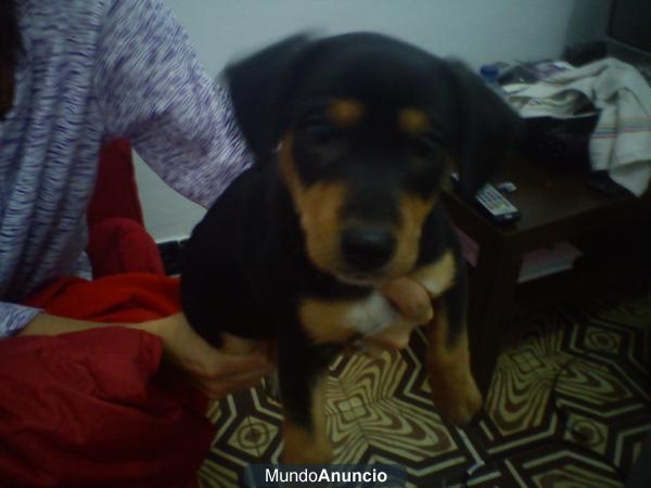 regalo cachorra de 3 meses cruce de pincher con jackrusell (barcelona)