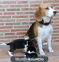 Regalo,CACHORROS BEAGLES