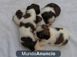 shih tzus cachorros