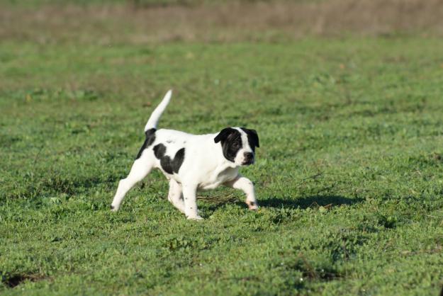 stafford shire bullterrier