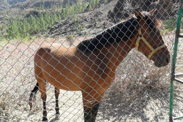 Vendo caballo de 4 años capado