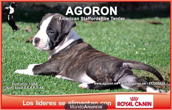 American Staffordshire Terrier cachorros con 1 mes Barcelona