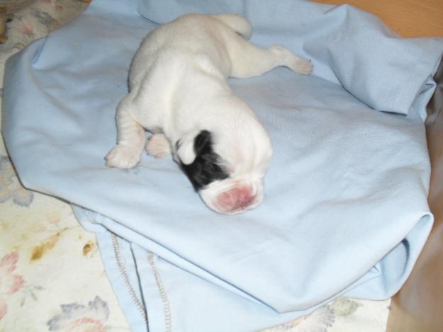 Boxer cachorro macho blanco