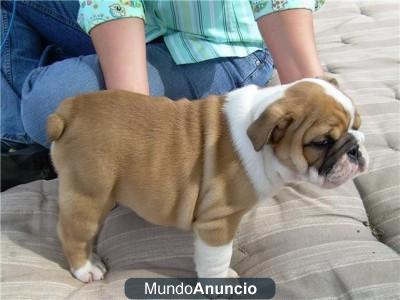 bulldog ingles cachorros macho y hembra