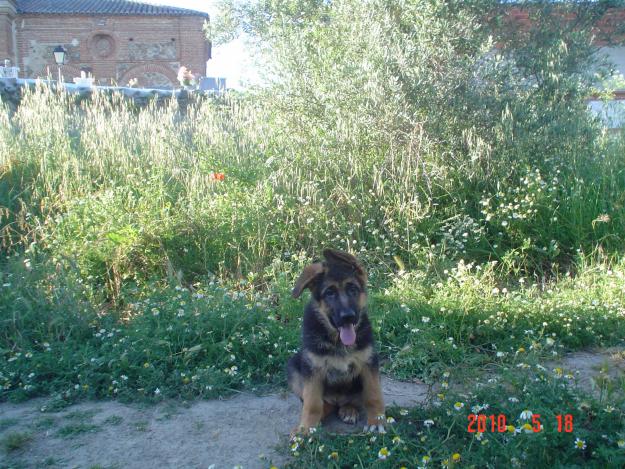 CACHORRA DE PASTOR ALEMAN