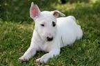 cachorros bull terrier para sus hijos de navidad