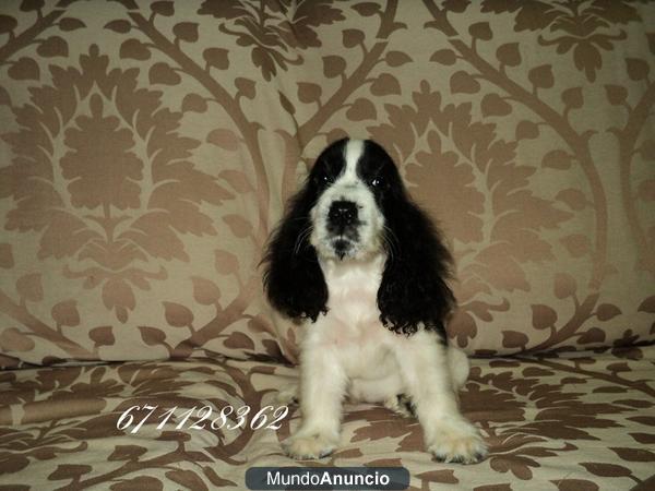 Cachorros Cocker spaniel ingles - vendo