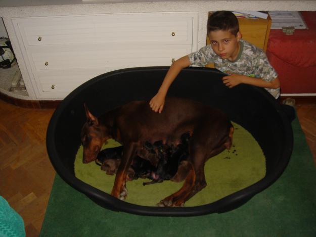 cachorros de doberman