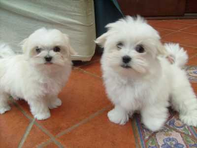 Camada en aquantura, raza bichon maltes, garantía