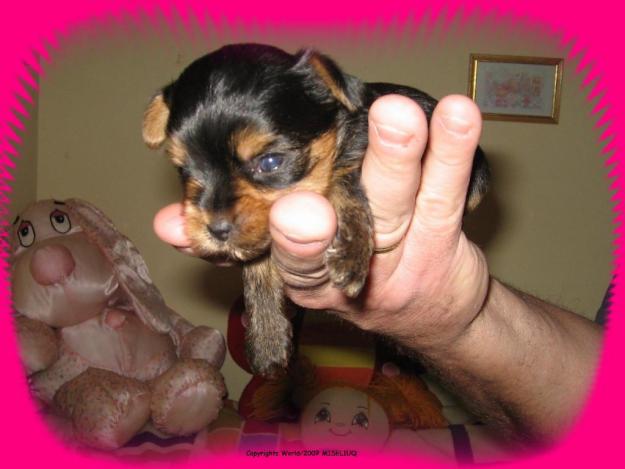 Excelente Yorkshire Terrier con L.O.E.