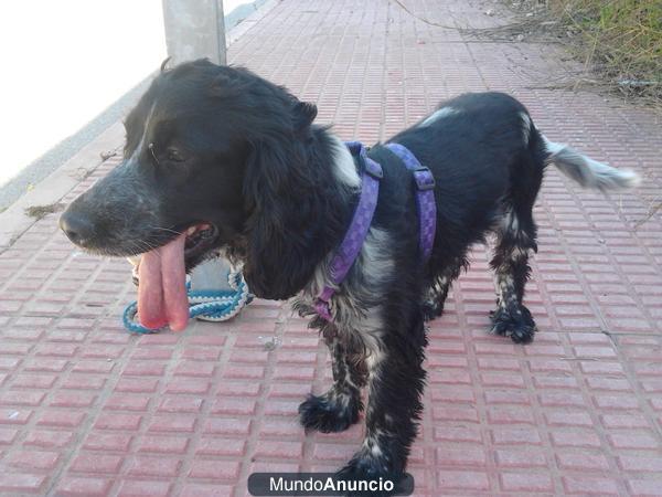 JULEN, precioso COCKER al que su familia ya no quiere