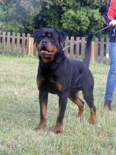 rottweiler en venta